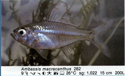 Ambassis macracanthus